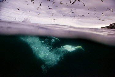 Seabird Cities