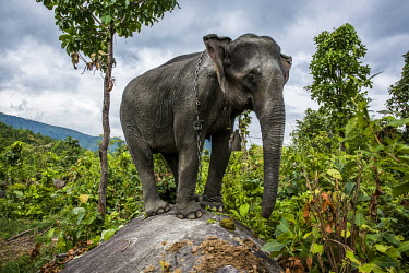 Myanmar’s Elephants Under Threat