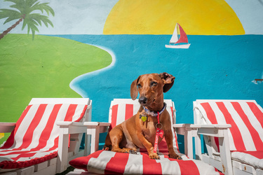 A Dog’s Life