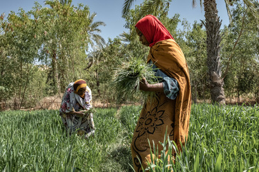 Saving the Sahara’s Oases
