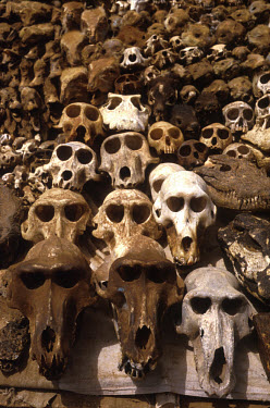 Monkey's skulls on display in a fetish market.