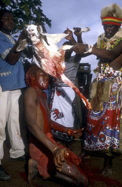 A goat is sacrificed during a sangoma initiation ceremony. A sangoma is a practitioner of herbal medicine, divination and counselling in traditional Nguni societies. The spilling of an animal's blood...