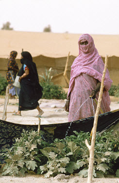 Women working in village tree nursery. Trees are planted to help stave off desertification on the edge of the Sahara.