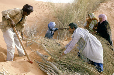 Sahara: Villagers securing sand dunes in an attempt to stave of desertification.