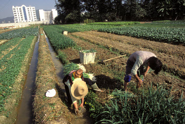 Harvesting onions near a new business college in Longtong village.