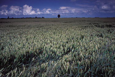 Wheat field in North Cambridgeshire.