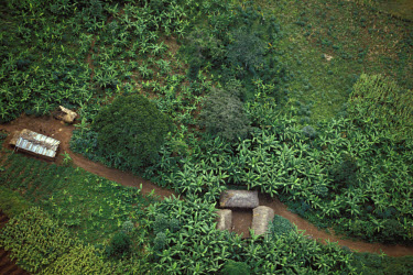 Aerial view of a small farm, growing bananas.
