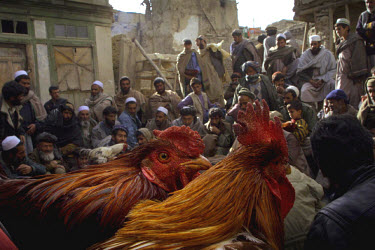 Banned under the Taliban, cockfighting quickly saw a resurgence in Kabul, along with partridge and dog fighting.