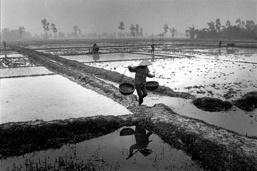 Rice farmers working tiny plots of fertile land in the Red River delta.