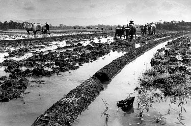 Ploughing a paddy field before it is planted with rice.