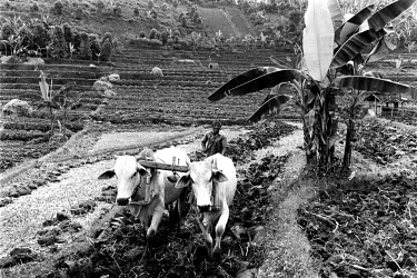 Ploughing a paddy field.