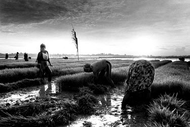 Women planting rice in a paddy field.