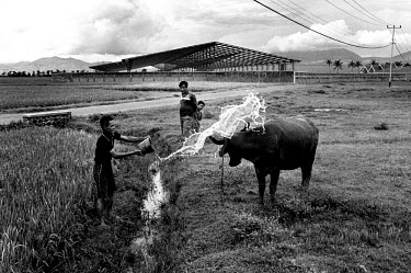 A farmer cooling down his livestock in a field on the outskirts of the town. In the background, a new shoe factory is being constructed.