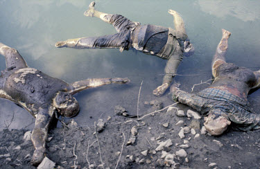 The decomposing bodies of murdered civilians dumped in the Drina river, some tied together with barbed wire. Many of the dead came from the Foca area. War crimes.