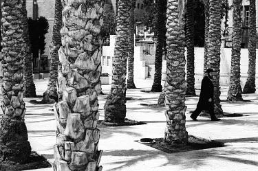 Orthodox Jewish man walking through palm trees in the old city.