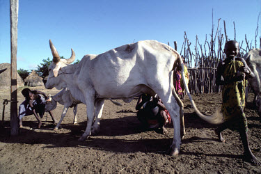 Somali nomads now settled around the Tana River tending to their cattle.
