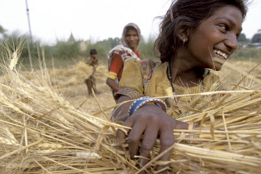 Family harvesting wheat, near Varanasi.