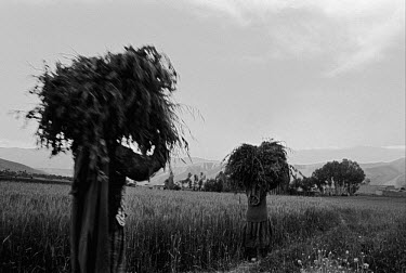 Women carrying bundles of wheat during the harvest.