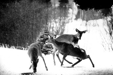 2001 saw the harshest winter in Maine for over a hundred years. Young deer come out of the woods in the morning to look for food and play in the snow.