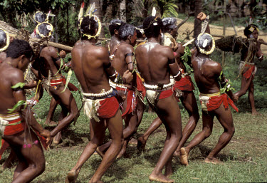 Yam harvest festival - men carry yams and do tapioca dance. Osapola, Kiriwina.