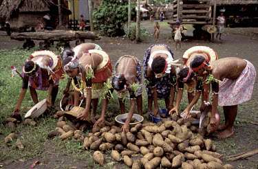 Yam harvest festival - women stacking yams in village compound. Kiriwina.