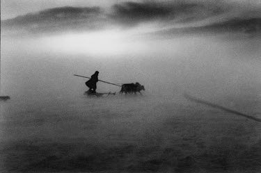 Nenet herder Mayco Serotetta stands on a sled to find his way to the reindeer herd during a snow storm. In bad weather, the herd can be split or lost and the men must be alert to keep them from being...