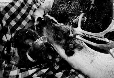 Six month old Nenet boy Sanko, wrapped in reindeer furs in a sled, drinks from a bottle prepared by his mother, a trained health worker. A reindeer calf, an orphan raised by the family, is attracted b...