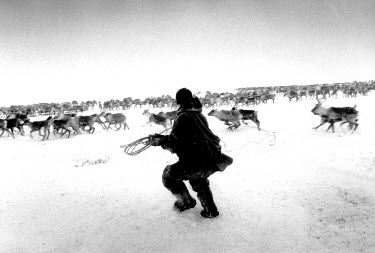 A Nenet shepherd runs and yells at his reindeer herd in order to separate out the individuals he needs to catch that day. He throws his tyanzin - a lasso hand-made from reindeer tendon - when he recog...