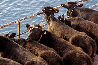Beef cattle, raised on Kobe, being transported to other islands.