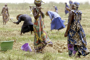 Fulani (Peul) community farming project - women preparing rice fields.