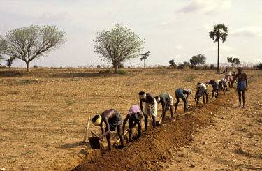 Water harvesting. Villagers building bunds in the fields to prevent water run off.