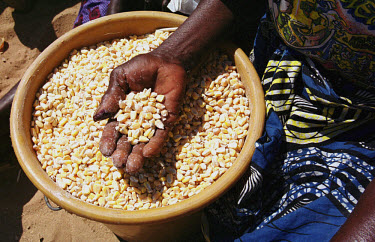 The drought across southern Africa has resulted in a famine affecting around 14 million people. In the village ofMatua in Siavonga District, United Nations World Food Programme-donated American corn...