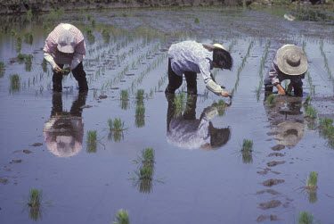 Women planting rice in paddy fields.