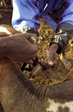 The Karamojong are a cattle-herding, pastoralist people. Francis Longoli, a CAHW (Community Animal Health Worker) or para-vet, innoculates a cow against East Coast fever and anaplasmosis. His work is...