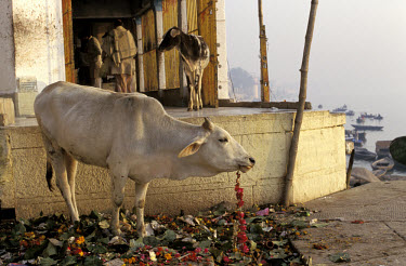Holy cow eating discarded floral temple offering above the Ganges River.