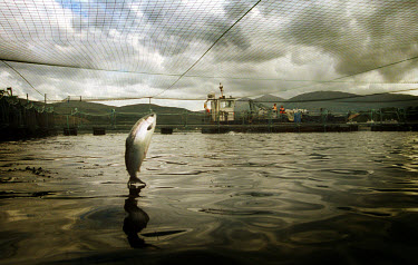 Leaping salmon on a farm operated by Dutch company Nutreco, the biggest salmon producer in the world.
