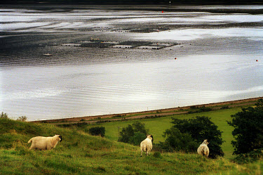 Sheep grazing on a hillside overlooking a salmon farm operated by Dutch company Nutreco, the biggest salmon producer in the world.