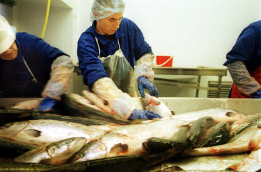 Employees in the gutting hall of a salmon farm operated by Dutch company Nutreco, the biggest salmon producer in the world.