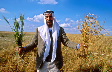 Bedouin Sheikh El-Turi holds two bunches of wheat, one withered the other fresh and green. The wheat fields of the El-Turi family, located south of the Bedouin city of Rahat, were sprayed  with toxic...