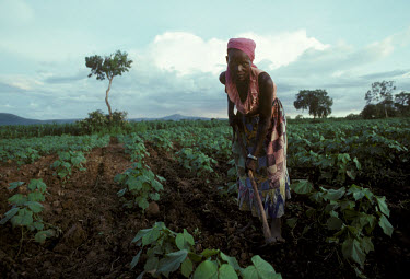 Woman tending cotton crops on a commercial farm.