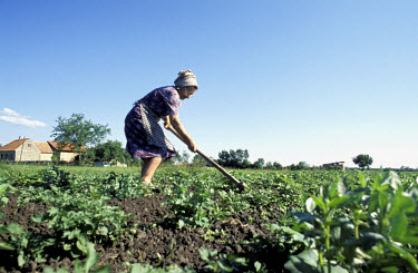 Woman tilling field with hoe.
