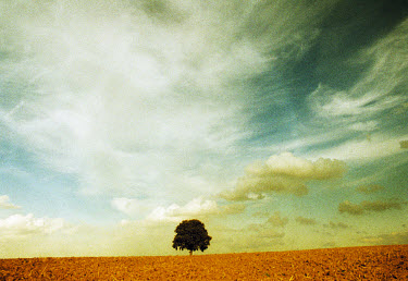Single tree in the middle of a ploughed field.