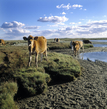 Calves graze in a conservation area near the beach.