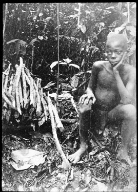 A young boy forced to collect rubber for the Anglo-Belgium India Rubber Company (ABIR). The rubber quotas imposed on the indigenous population were so great that, as in this picture, the rubber vines...