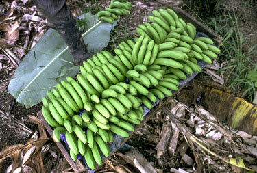 Bananas cut for export on the weekly banana boat.