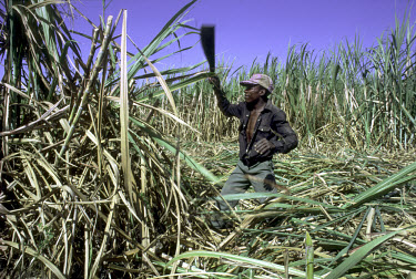 A migrant Haitian cane cutter working on a sugar plantation.