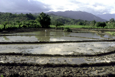 Farmer at work in a rice field.