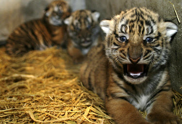 One month old male South China tiger cubs at the Shanghai Zoo Animal Breeding Center. Found only in southern China, the South China Tiger is a class A endangered species, the captive breeding and anim...