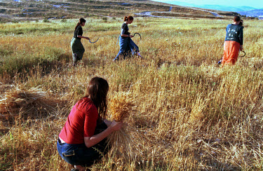 Female Jewish settlers harvest wheat in the Jewish outpost of Chavat Gilad near Nablus. The settlers who have been evicted once already from Chavat Gilad are due to be evicted once again when Israel f...