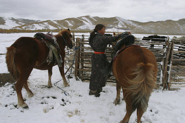 Woman tying up horses in the snow.